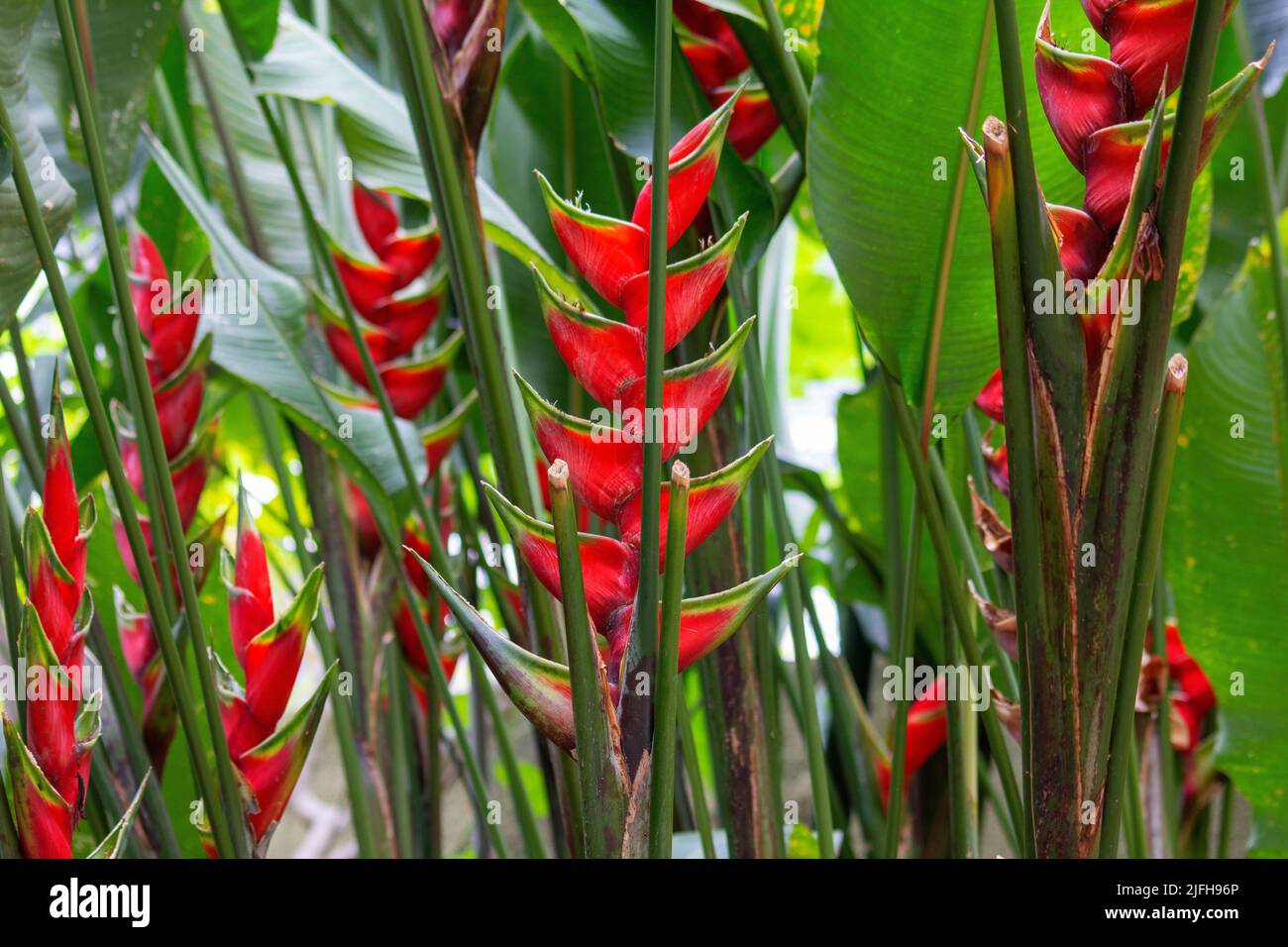 Eine Nahaufnahme der Heliconia wagneriana Pflanze in einem Garten Stockfoto