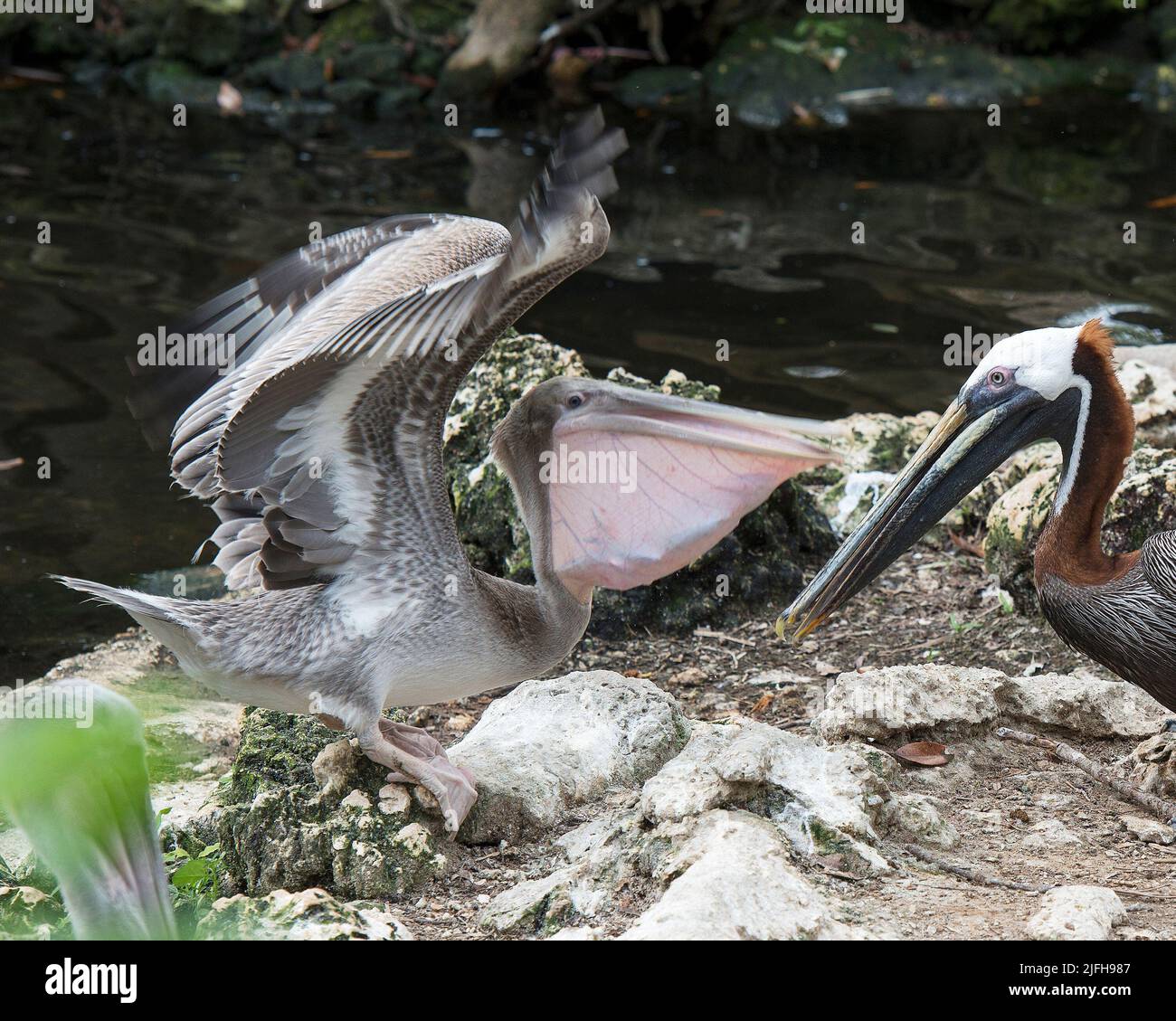 Brauner Pelikanvögel, der seinen Babypelikan am Wasser füttert, mit ausgebreiteten Flügeln, Körper, Kopf, Schnabel, Auge, Gefieder in seiner Umgebung und Umgebung. Stockfoto