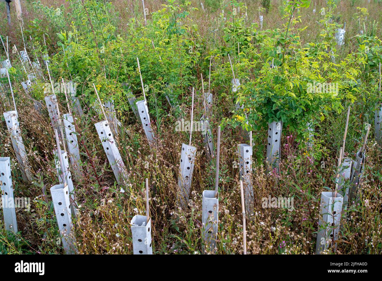 Wendover, Buckinghamshire, Großbritannien. 1.. Juli 2022. Nachdem HS2 einen großen Teil des uralten Waldgebietes bei Jones Hill Wood in Wendover gefällt hatte, wurden die Waldböden in ein Feld in der Nähe von Jones Hill Wood umgeschlagen und es wurden gefällte Gliedmaßen aus dem Wald hineingelegt. Die umgesiedelten Hecken, die HS2 dorthin verlegt haben, sind seitdem alle gestorben, ebenso viele der Hecken- und Baumknödel, die sie gepflanzt haben. An zwei der neu gepflanzten Bäume wurden bei starken Winden abgerissen und sind jetzt tot. Das Feld ist jetzt vor allem voller Unkraut und Gänseblümchen. Quelle: Maureen McLean/Alamy Live News Stockfoto