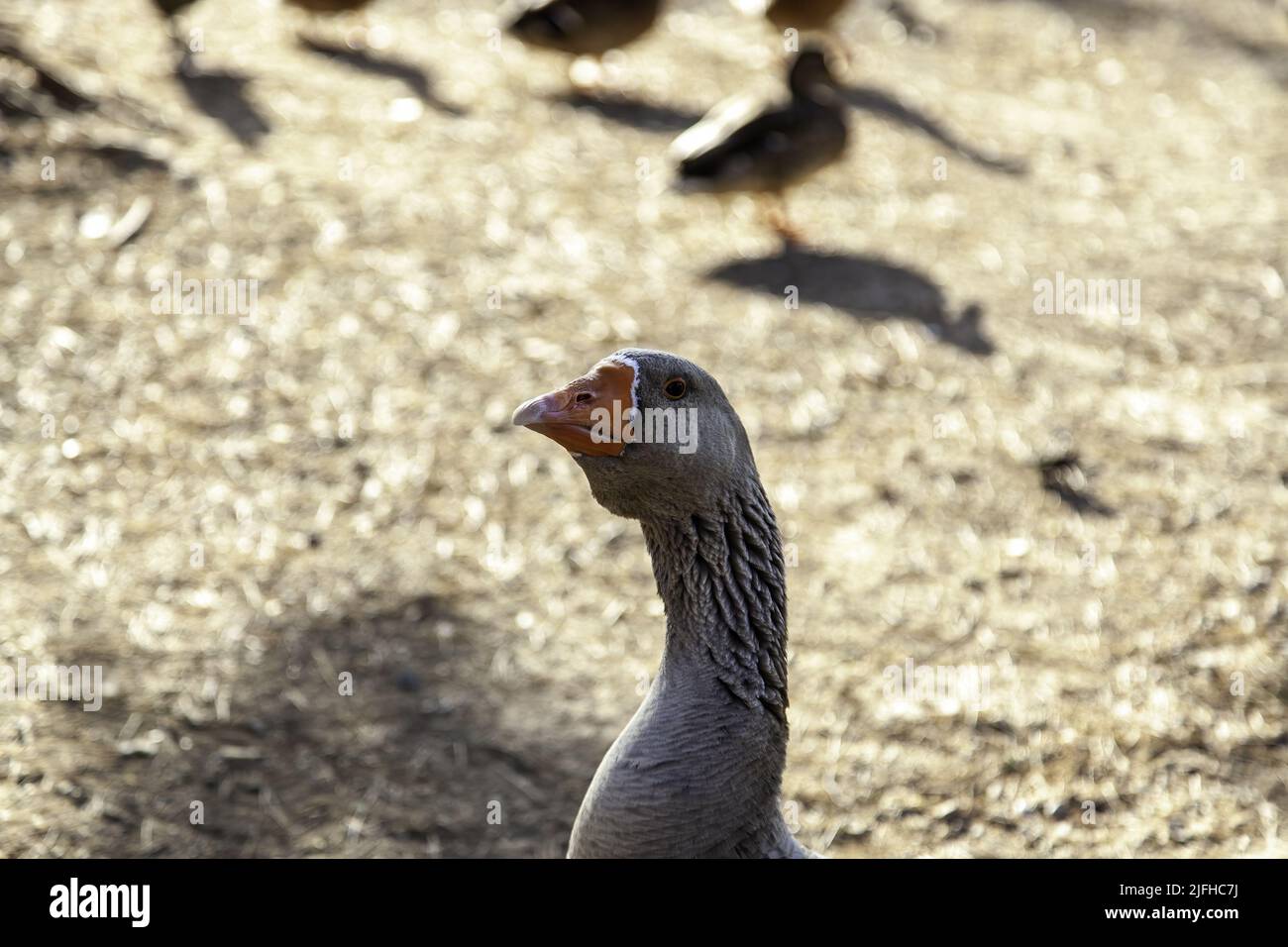 Detail von Wildvögeln in der Natur Stockfoto