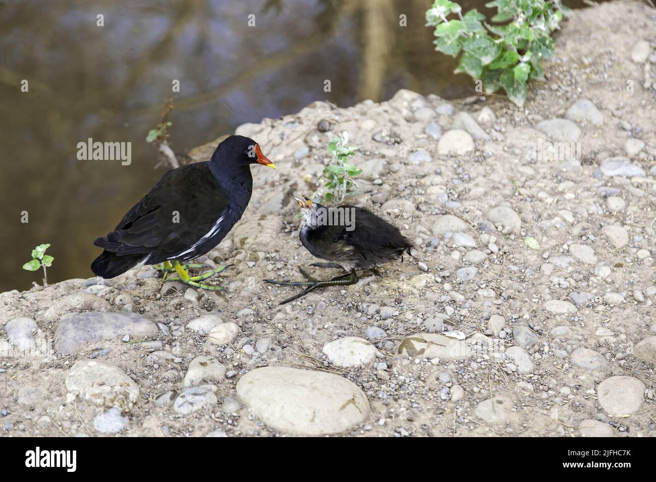 Detail von Wildvögeln in der Natur, wilde Fauna Stockfoto