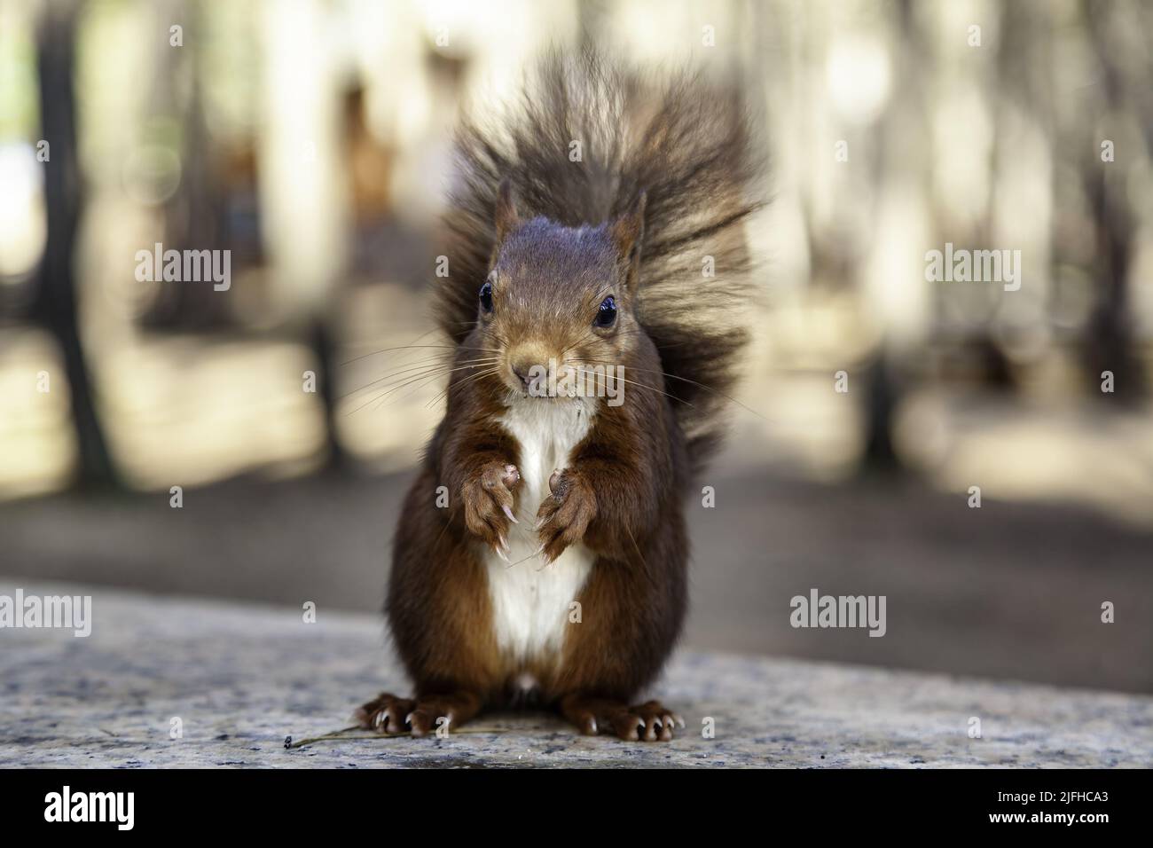 Fütterung eines Wildtieres im Wald, Tier- und Naturpflege Stockfoto