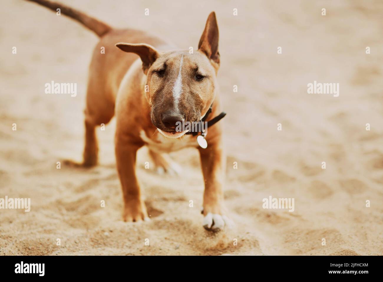 Süßer Ingwer-Bulle-Terrier-Welpe in einem schwarzen Kragen läuft fröhlich am Sandstrand entlang. Ein Haustier. Stockfoto