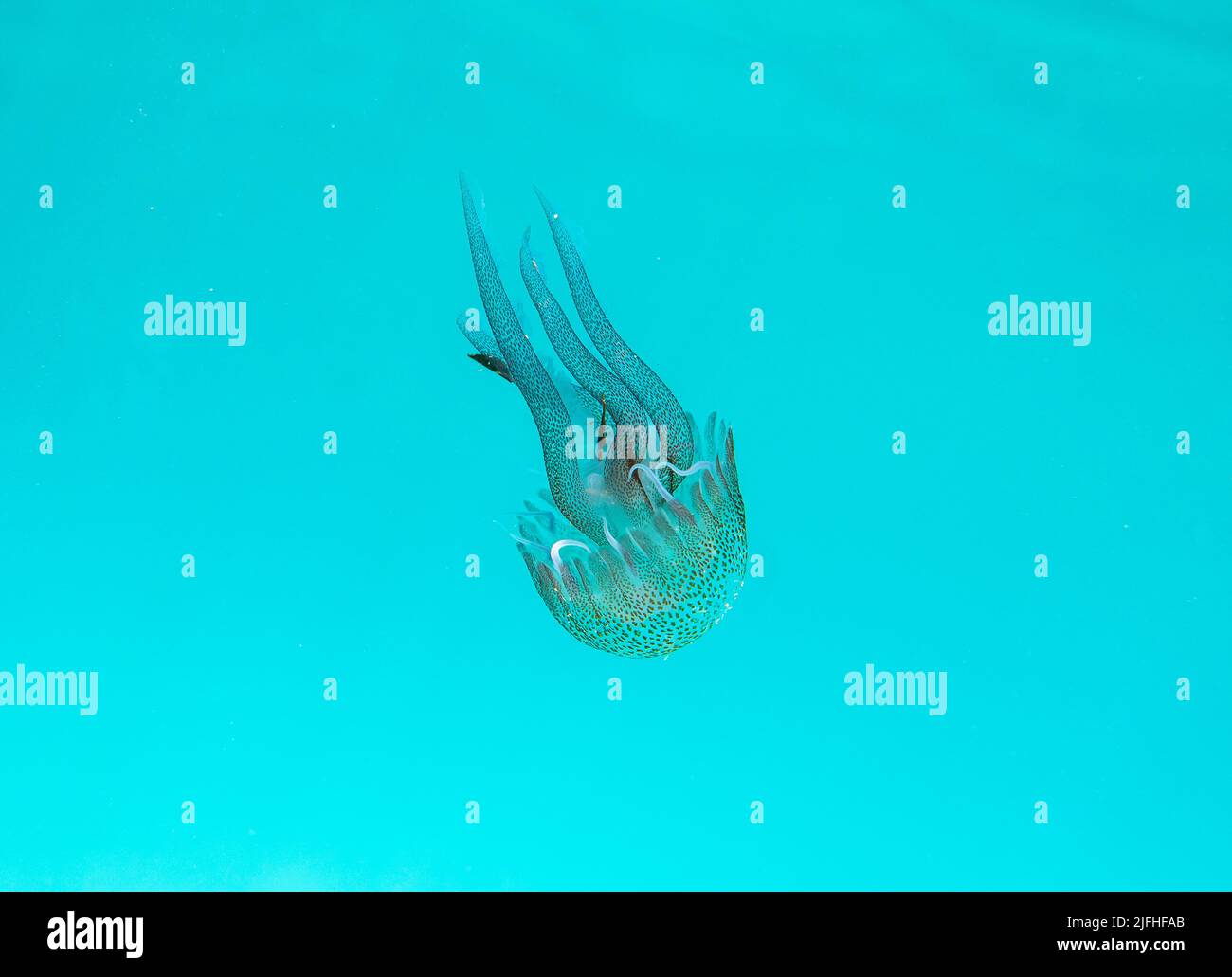 Transparente Quallen schweben in einem kristallklaren Meer Stockfoto