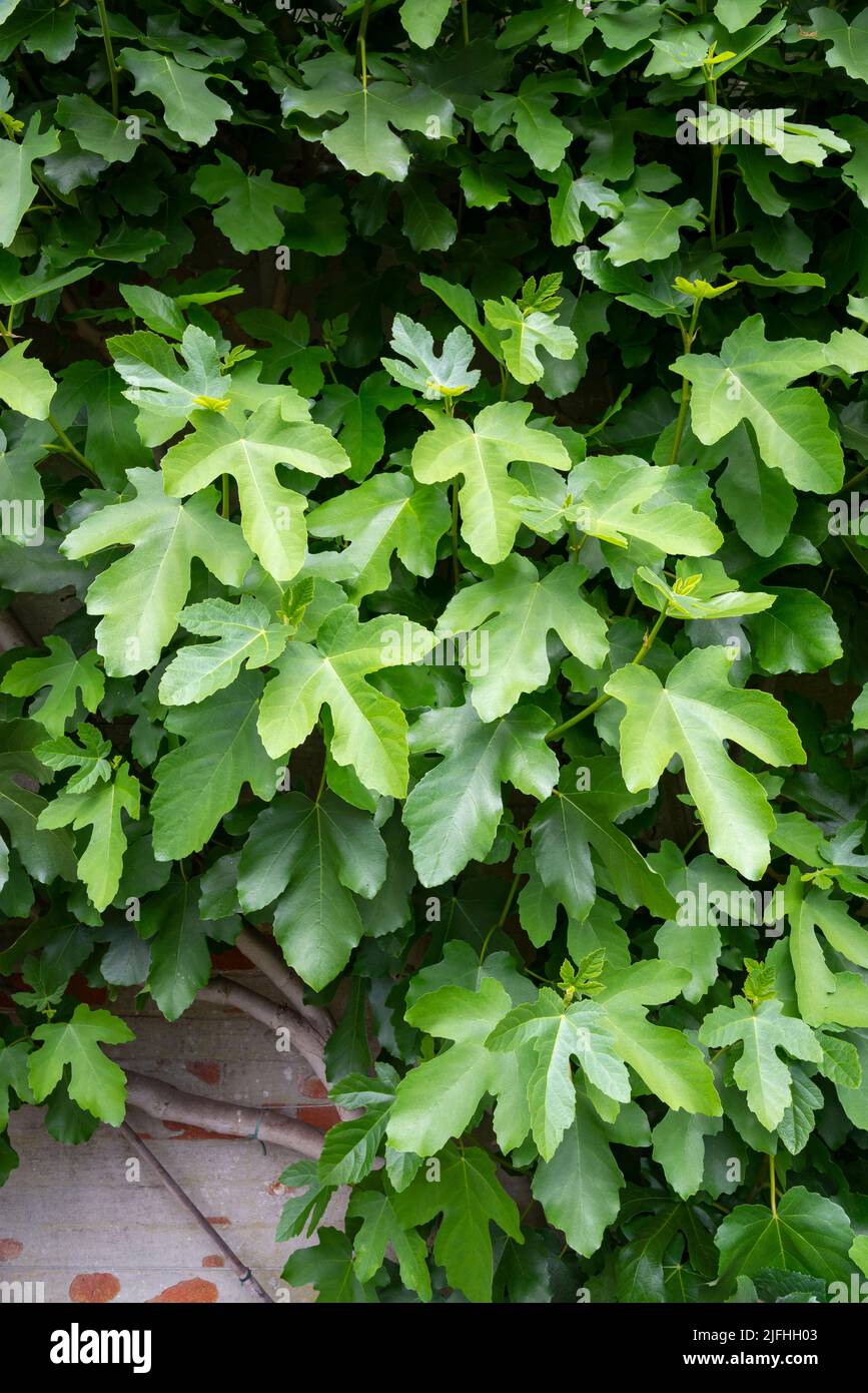 Feigenbaum (Ficus Carica) wächst an einer Wand in einem britischen Wintergarten. Im Hochsommer mit Vollblättern. Stockfoto