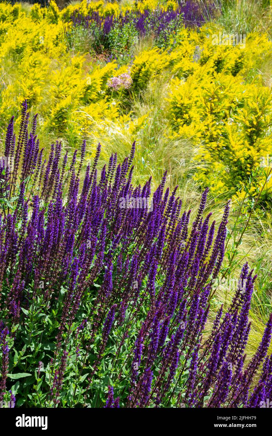 Lila Salvia nemorosa blüht im Sommer zwischen goldener Eibe und Stipa Tenuissima Gräsern in einem Kiesgarten. Stockfoto