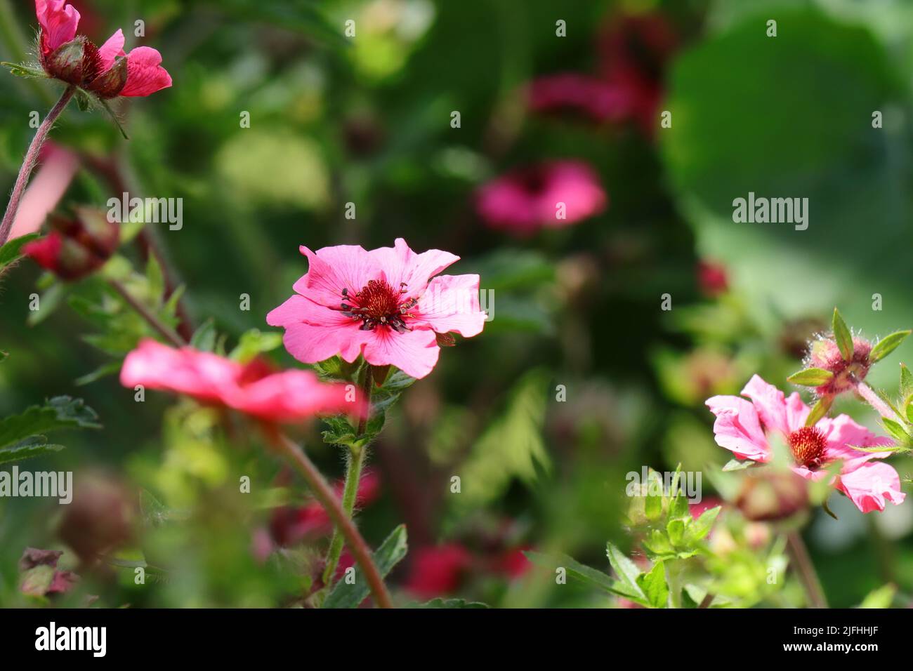 Nahaufnahme von hübschen rosa Potentilla-Blumen in einem Gartenbett, selektiver Fokus, verschwommener Hintergrund Stockfoto