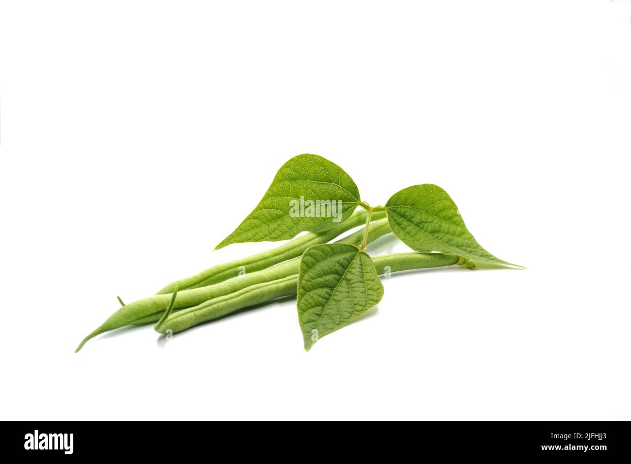 Phaseolus vulgaris: Frische und französische Bohnen Stockfoto