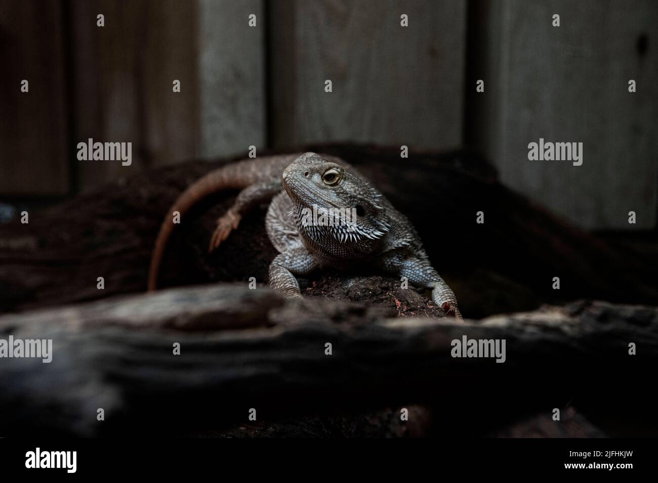 Nahaufnahme eines bärtigen Drachen-Reptils in der Mitte in der Dunkelheit Stockfoto