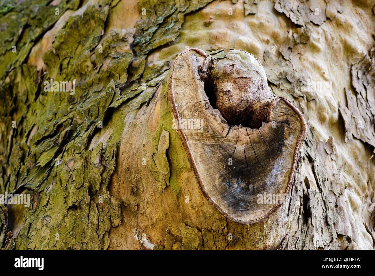 Eine alte Wunde nach einem abgeschnittenen Ast auf einem Platanenbaum Stockfoto