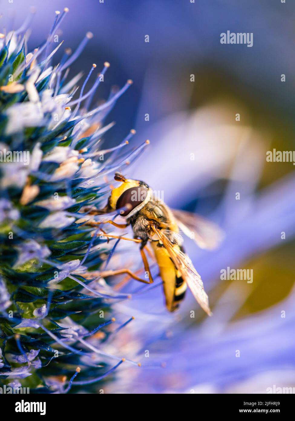 Schwebfliegen, Schwebfliegen, Syrphidae auf blauer Blume Stockfoto