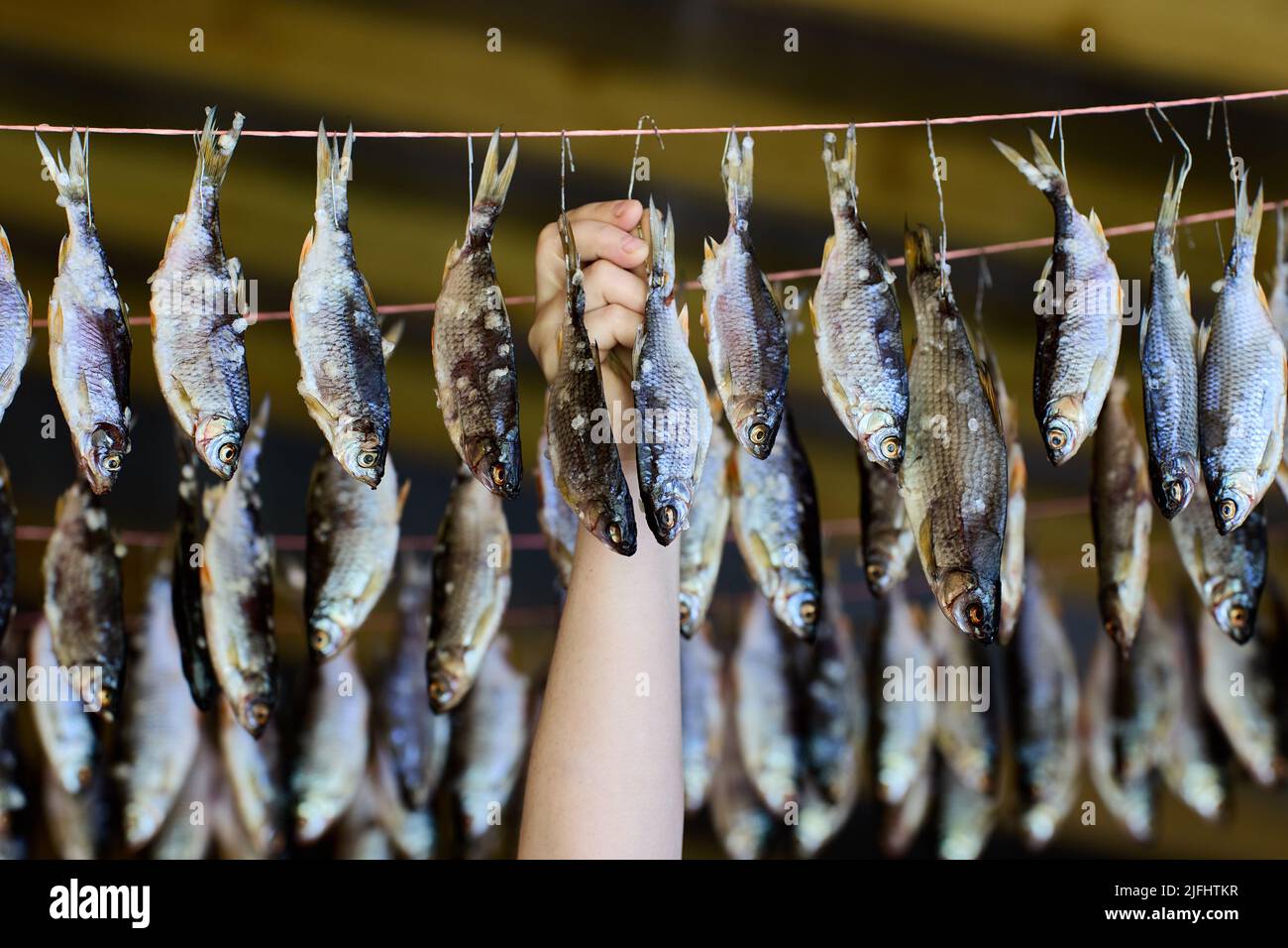 Stockfisch Flussfische, die auf dem Kopf an einem Seil hängen. Stockfoto