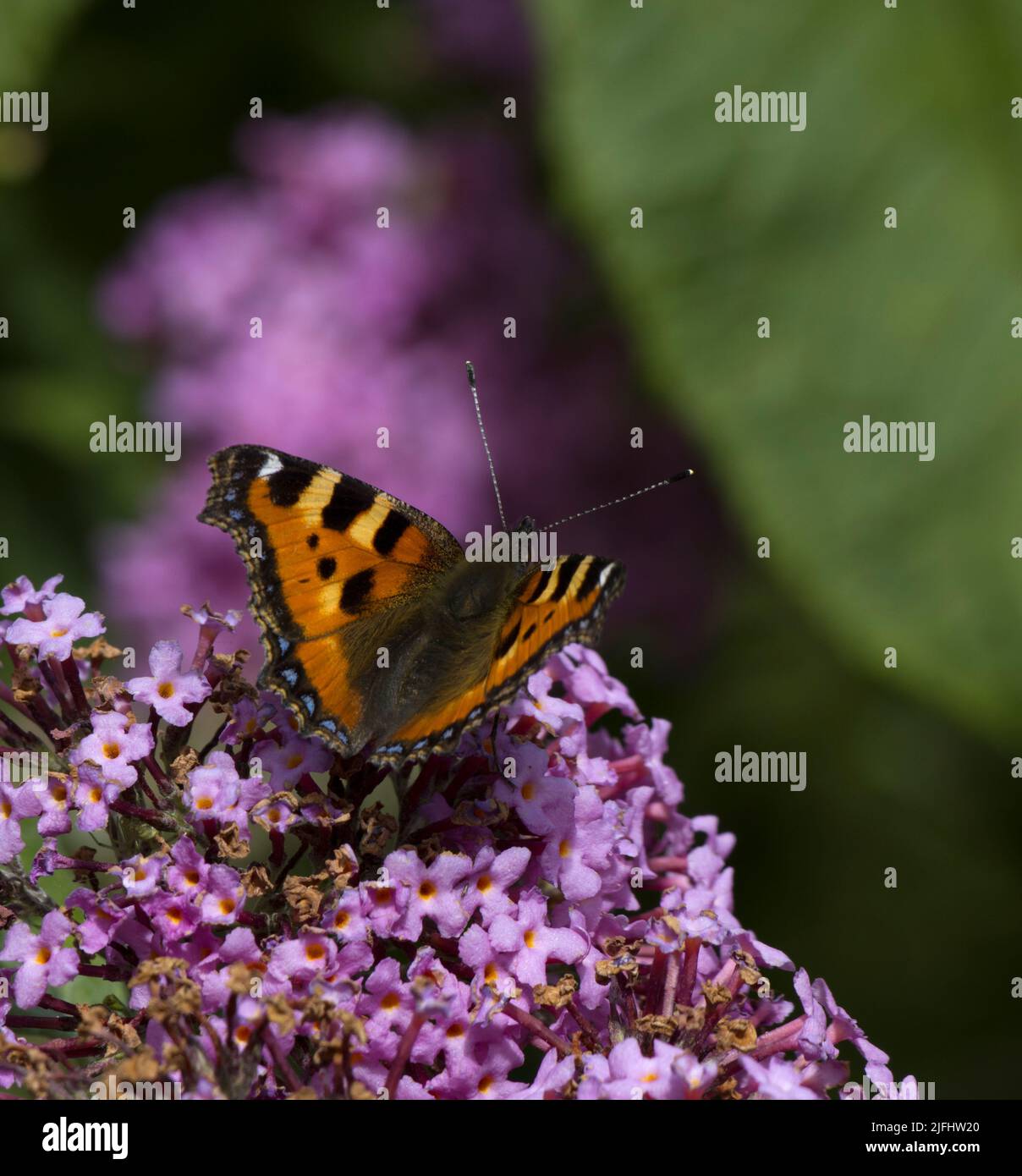 Kleiner Tortoiseshell Butterfly Aglais urticae auf Pink Buddleia Stockfoto