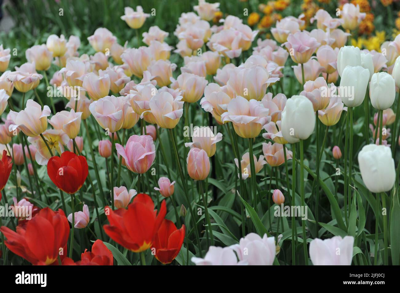 Weiße, rosa und gelbe Triumph Tulpen (Tulipa) Friedensflamme blühen im April in einem Garten Stockfoto