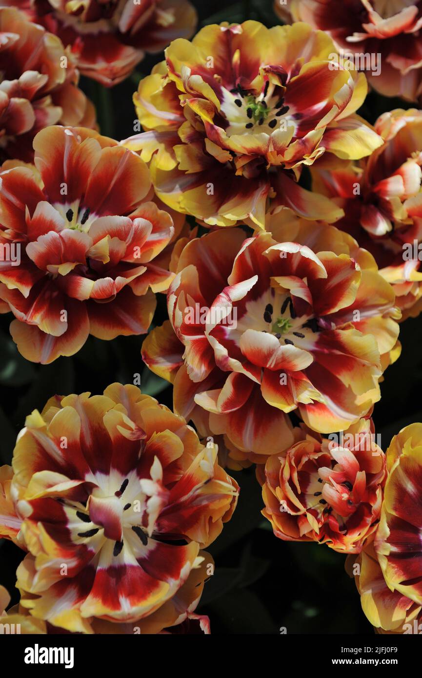 Rote und gelbe Pfingstrose-blühte Double Early Tulpen (Tulipa) im April blüht Perfect Love in einem Garten Stockfoto