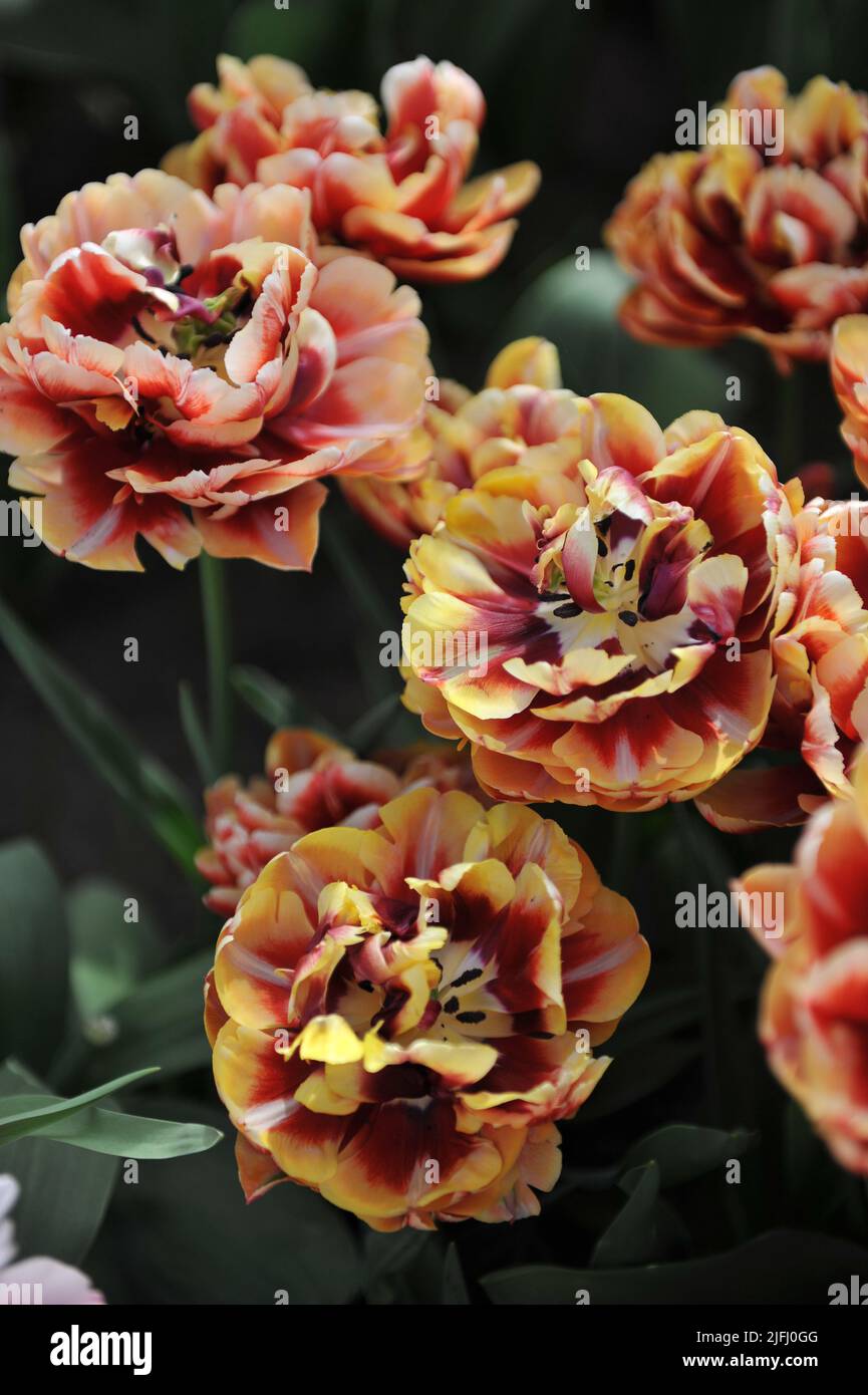 Rote und gelbe Pfingstrose-blühte Double Early Tulpen (Tulipa) im April blüht Perfect Love in einem Garten Stockfoto