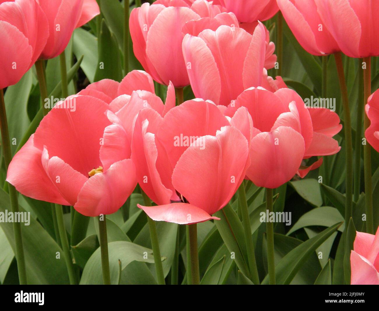 Pink Darwin Hybride Tulpen (Tulipa) im April blüht in einem Garten ein rosa Eindruck Stockfoto