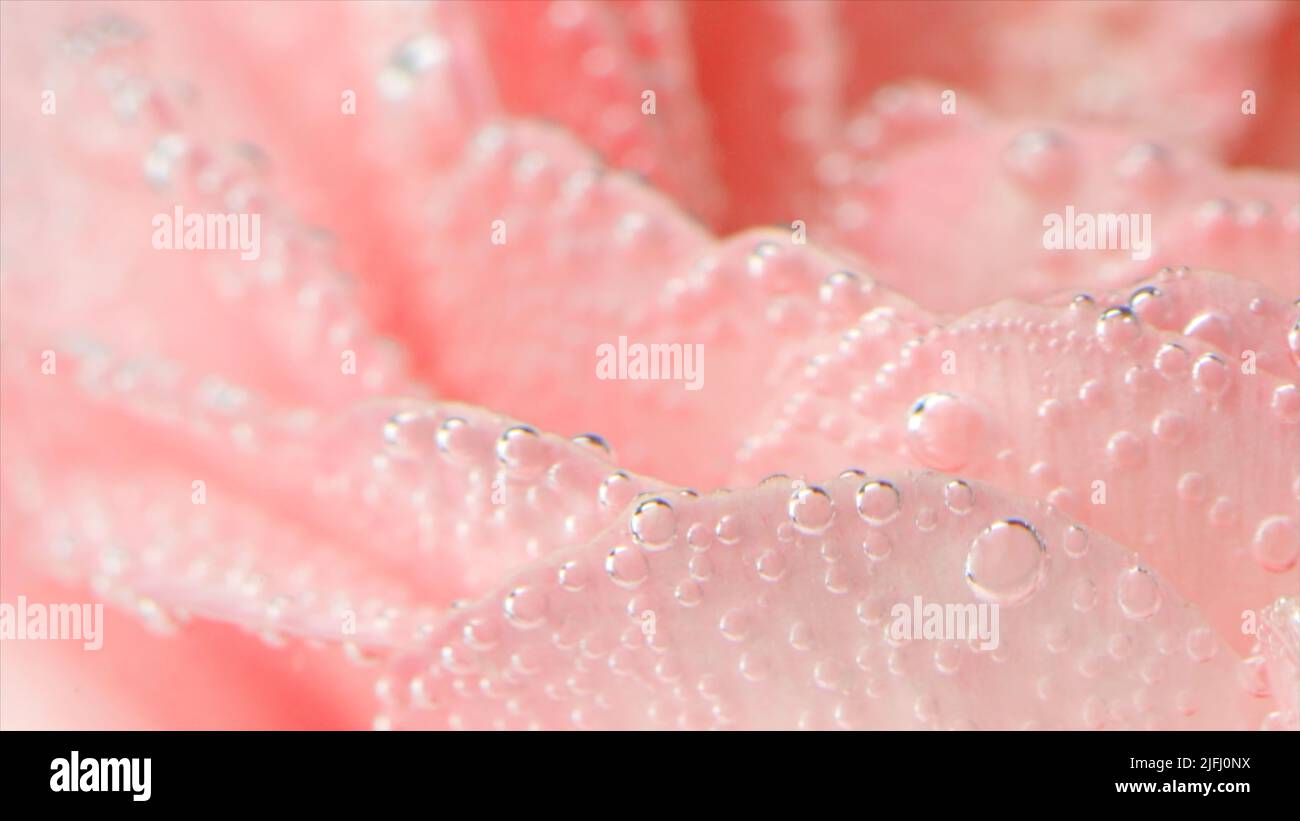 Unter Wasser stiegen Blasen auf. Archivmaterial. Zarte Rosenblüten mit Blasen oder Tropfen. Rosa Rose mit erfrischenden Blasen auf Blütenblättern in klarem Wasser Stockfoto