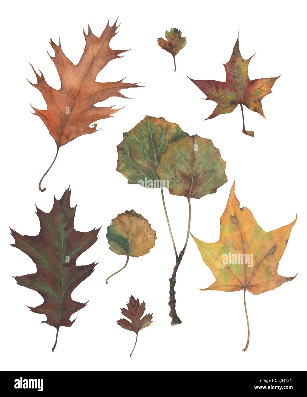 Großes Set von Herbstblättern in Aquarell von Hand gezeichnet. Florale Elemente auf weißem Hintergrund für die Erstellung von Mustern, Kompositionen, Postkarten, Einladungen Stockfoto