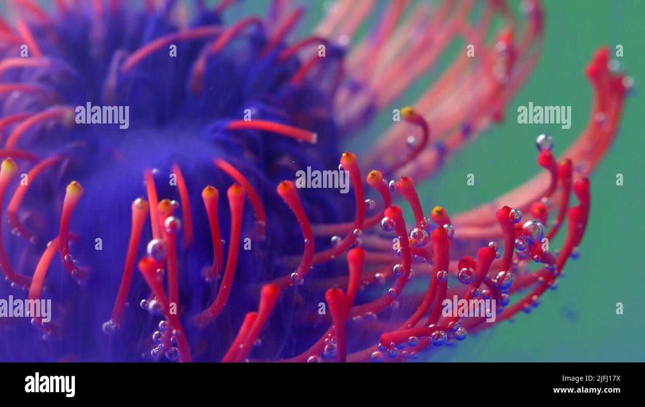 Helle Makrofotografie.Stock Footage.verschiedene bunte Blumen, auf denen Rauch auf einem hellen Hintergrund geblasen wird. Stockfoto
