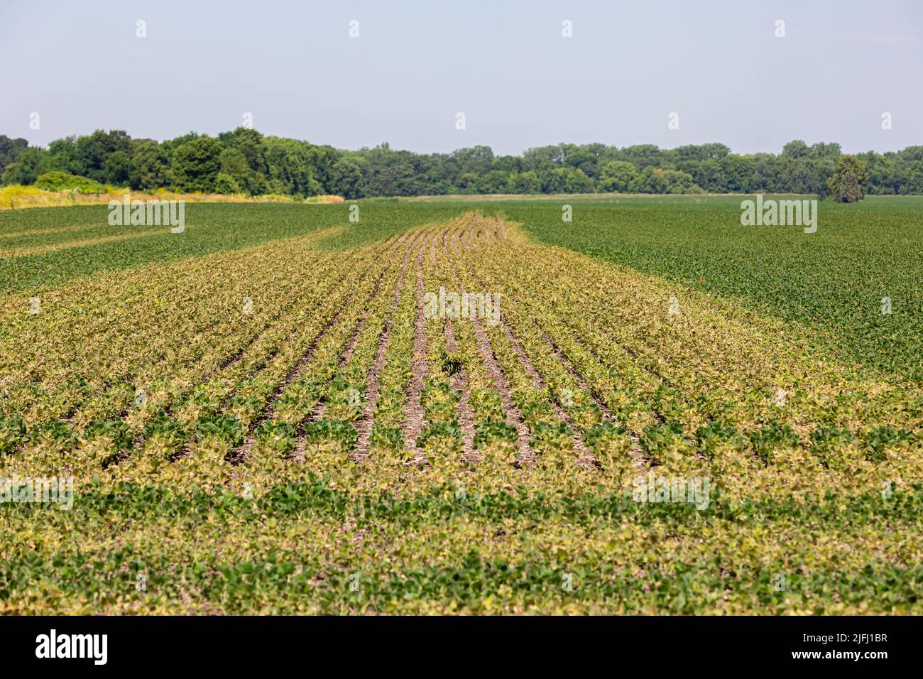 Das Sojabohnenfeld wird braun und es kommt zu chemischen Herbizidschäden. Konzept der Landwirtschaft, Unkrautbekämpfung, Ertragsverlust. Stockfoto