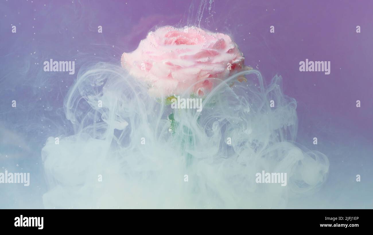 Helle Makrofotografie.Stock Footage.verschiedene bunte Blumen, auf denen Rauch auf einem hellen Hintergrund geblasen wird. Stockfoto