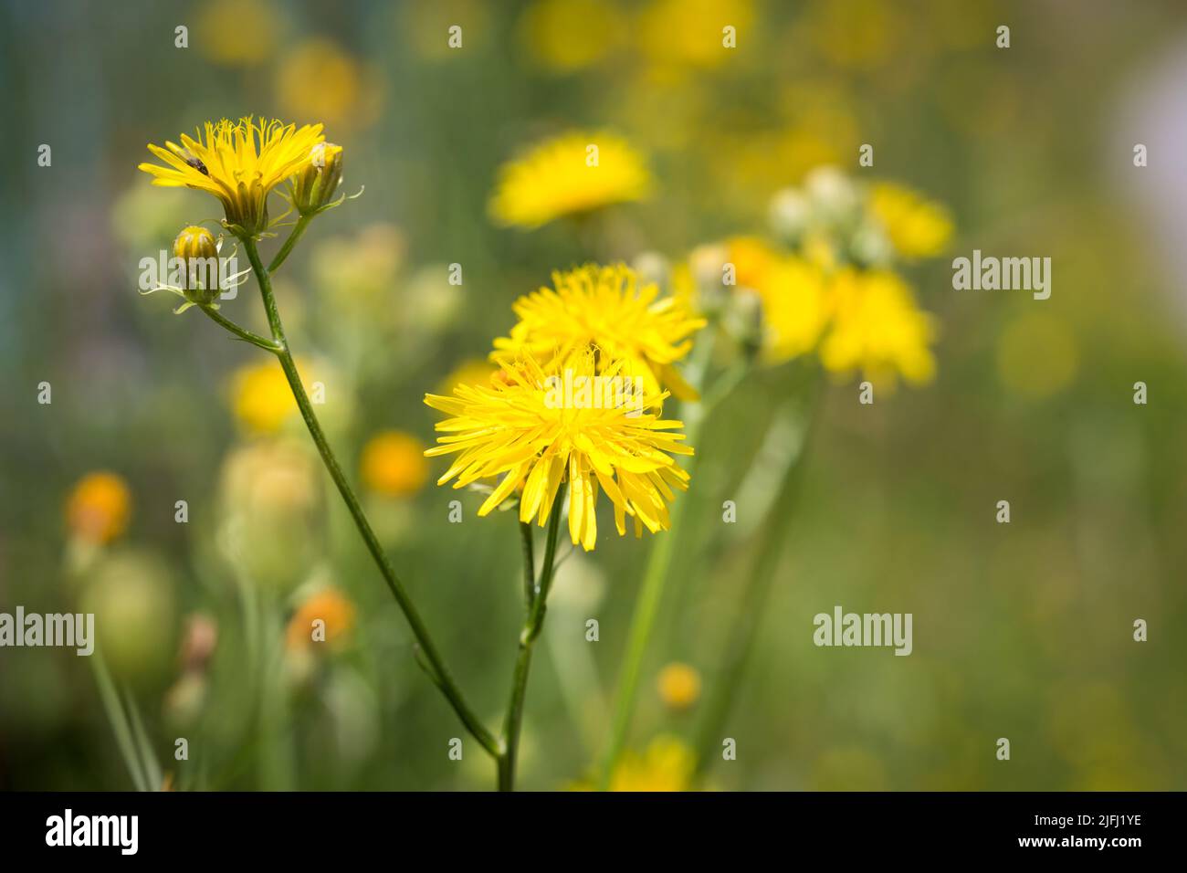 Rauer Weißbart (Crepis biennis) Stockfoto