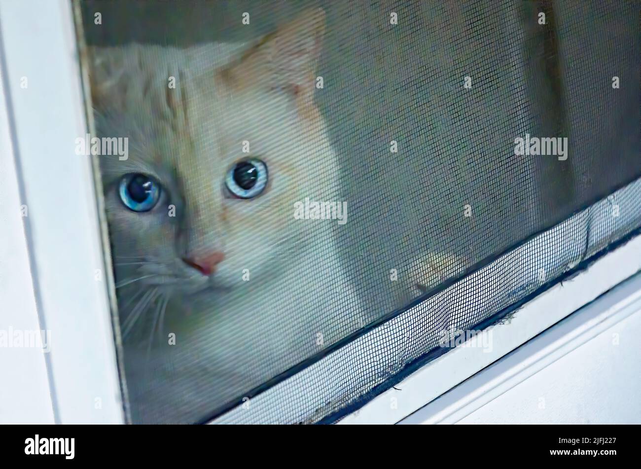 Blue, eine Flame Point Siam Katze, blickt aus einer Bildschirmtür, 30. Juni 2022, in CODEN, Alabama. Stockfoto