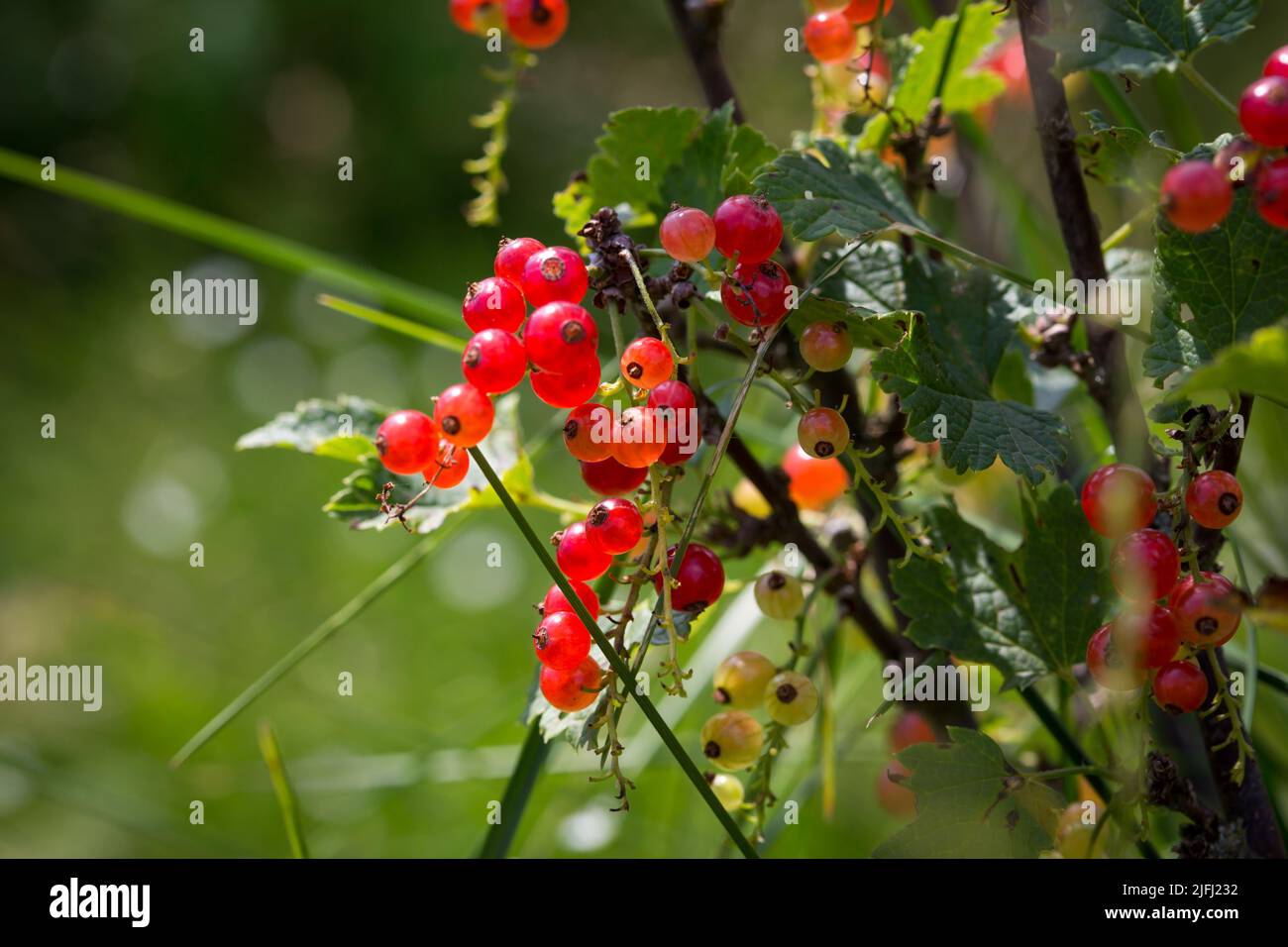 Rote Johannisbeeren (Ribes) Stockfoto