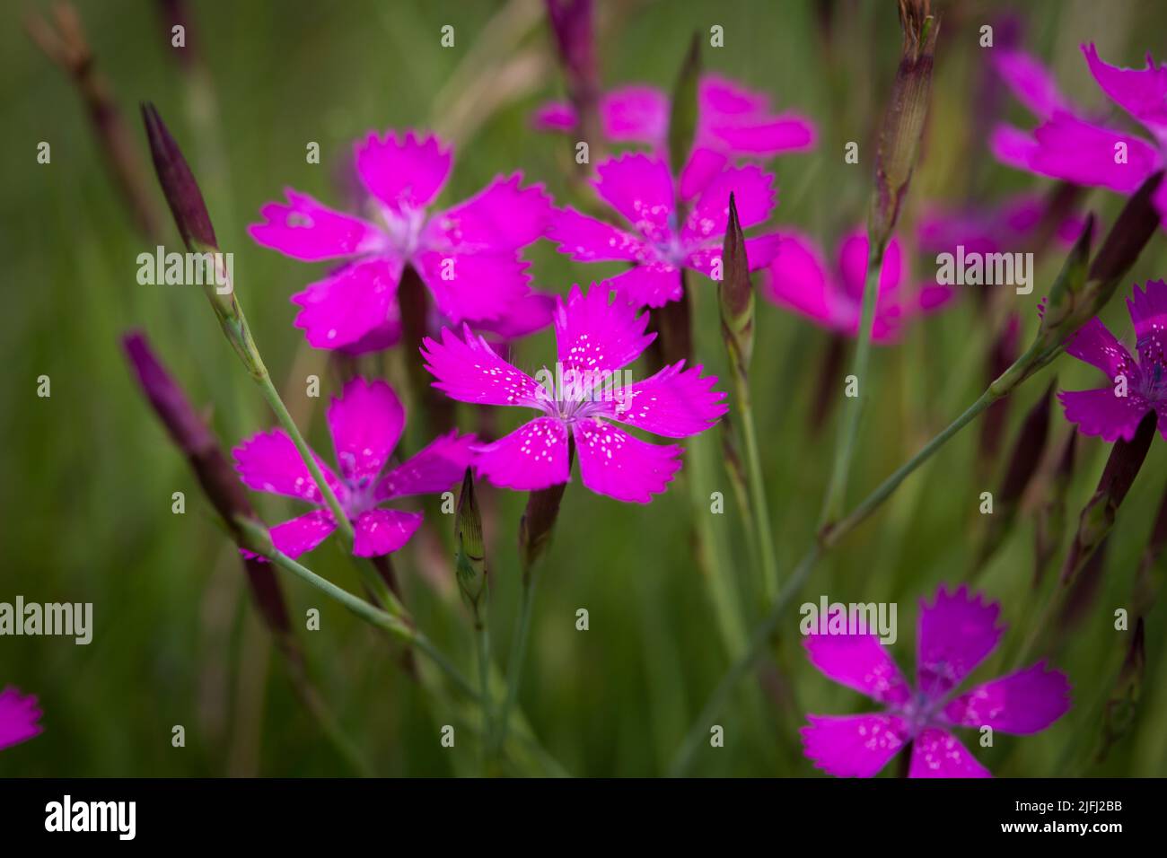 Mädchen rosa, Wiese rosa (Dianthus deltoides) Stockfoto