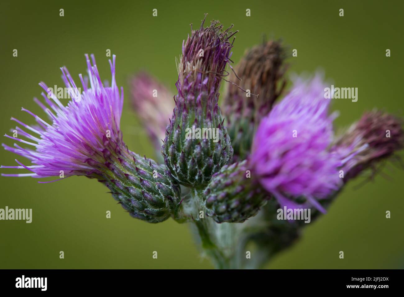 Violette Distel Stockfoto