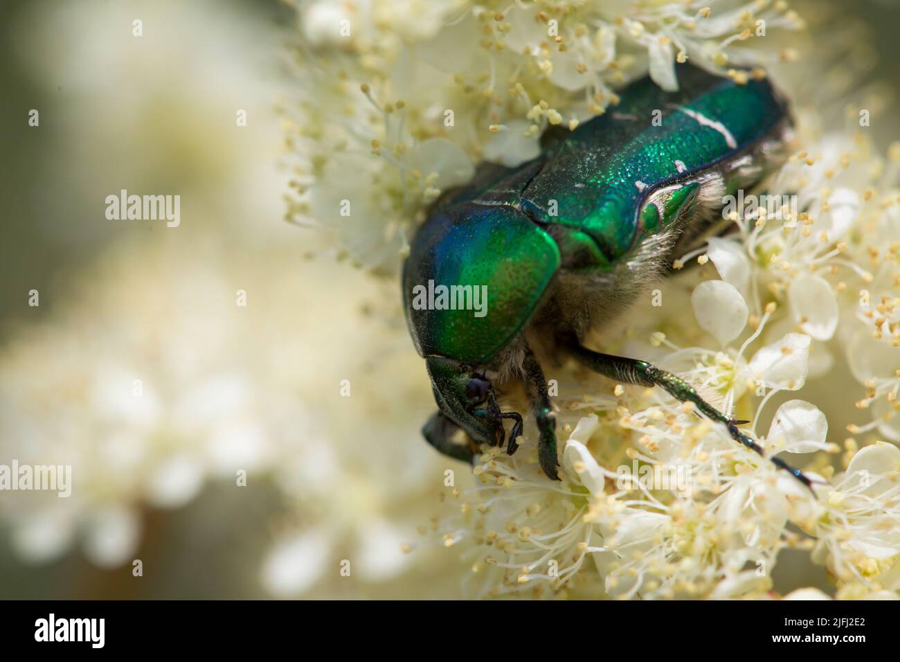 Grüner Rosenkäfer, Goldschmiedekäfer (Cetonia aurata) Stockfoto
