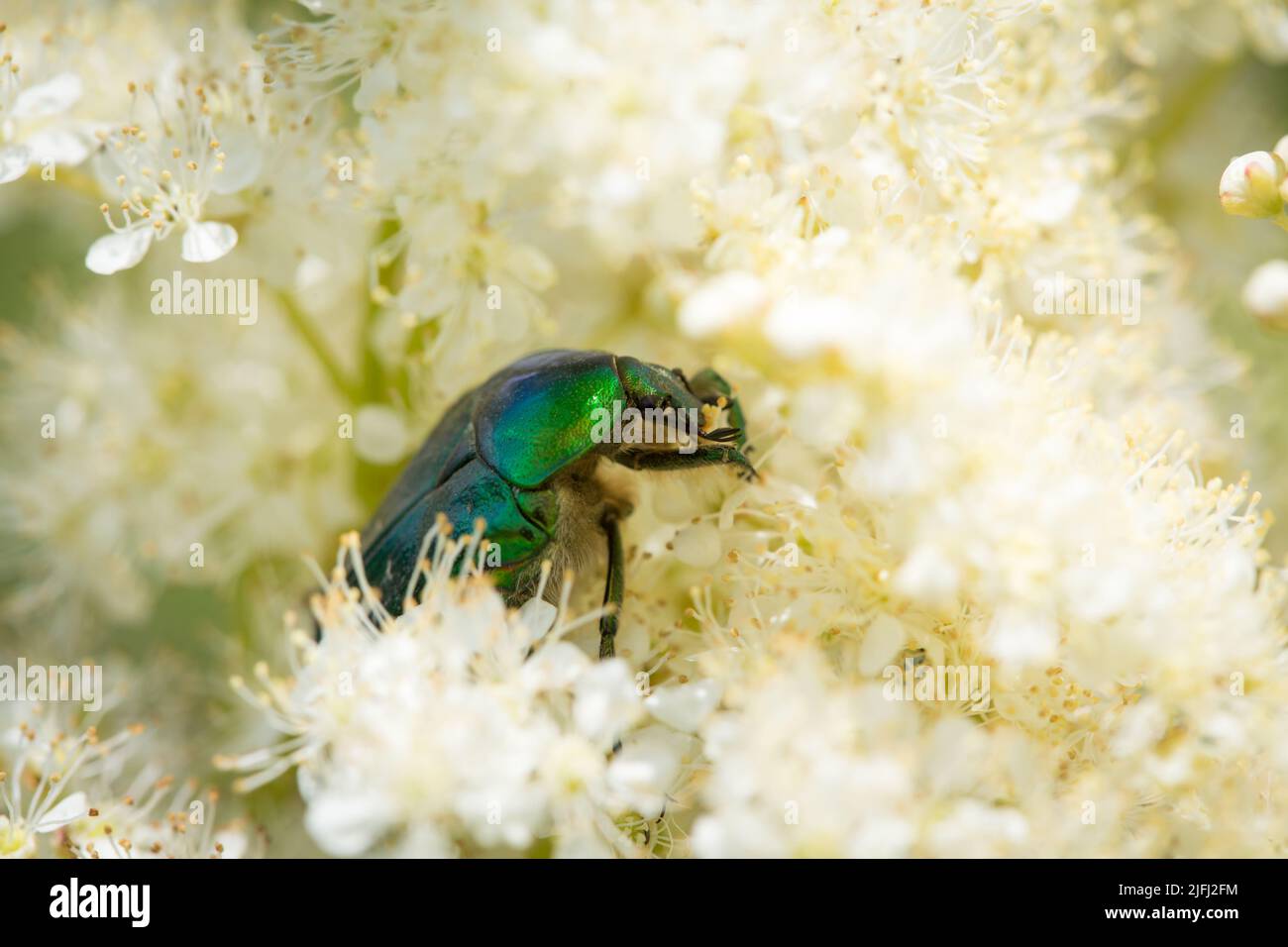 Grüner Rosenkäfer, Goldschmiedekäfer (Cetonia aurata) Stockfoto