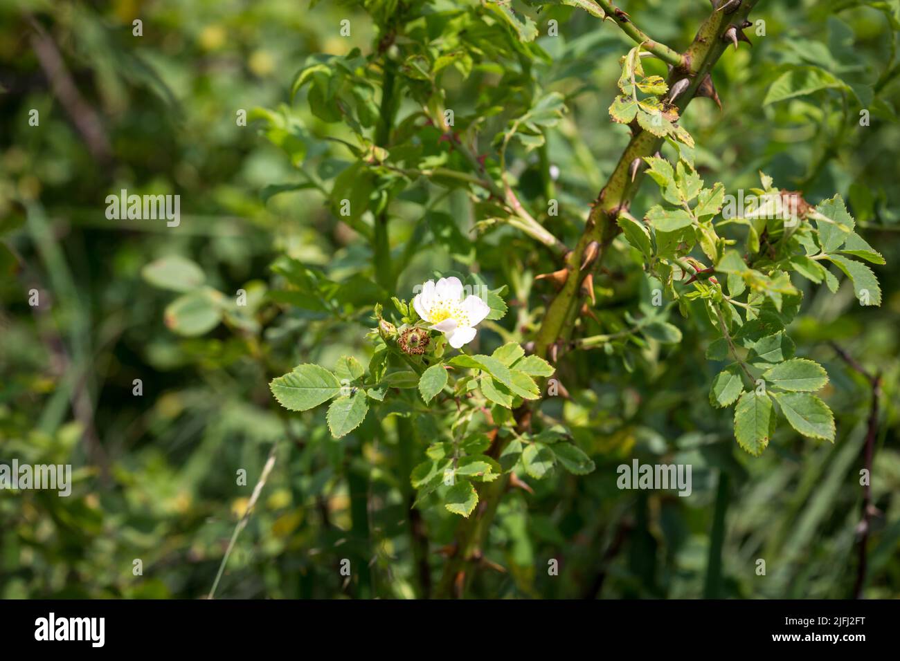 Wilde rose Stockfoto