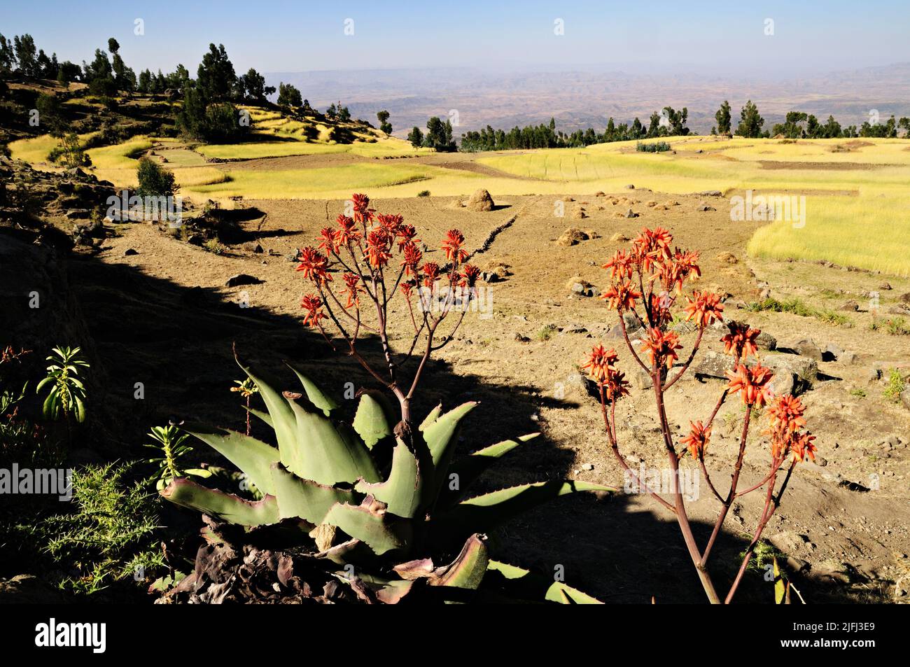 Sukulenten und Getreidefelder in der Nähe von Lalibela, Amhara Region, Äthiopien Stockfoto