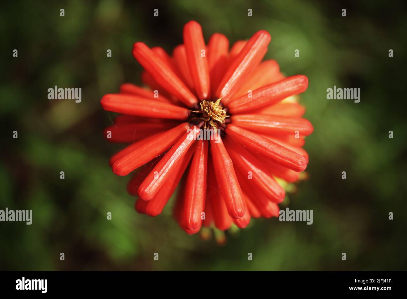 Eine extrem seltene rote heiße Pokerblume. Diese Pflanze wird aufgrund der roten Spitze manchmal als Fackellilie bezeichnet. Dies ist eine saisonale Blume, selten in England. Stockfoto