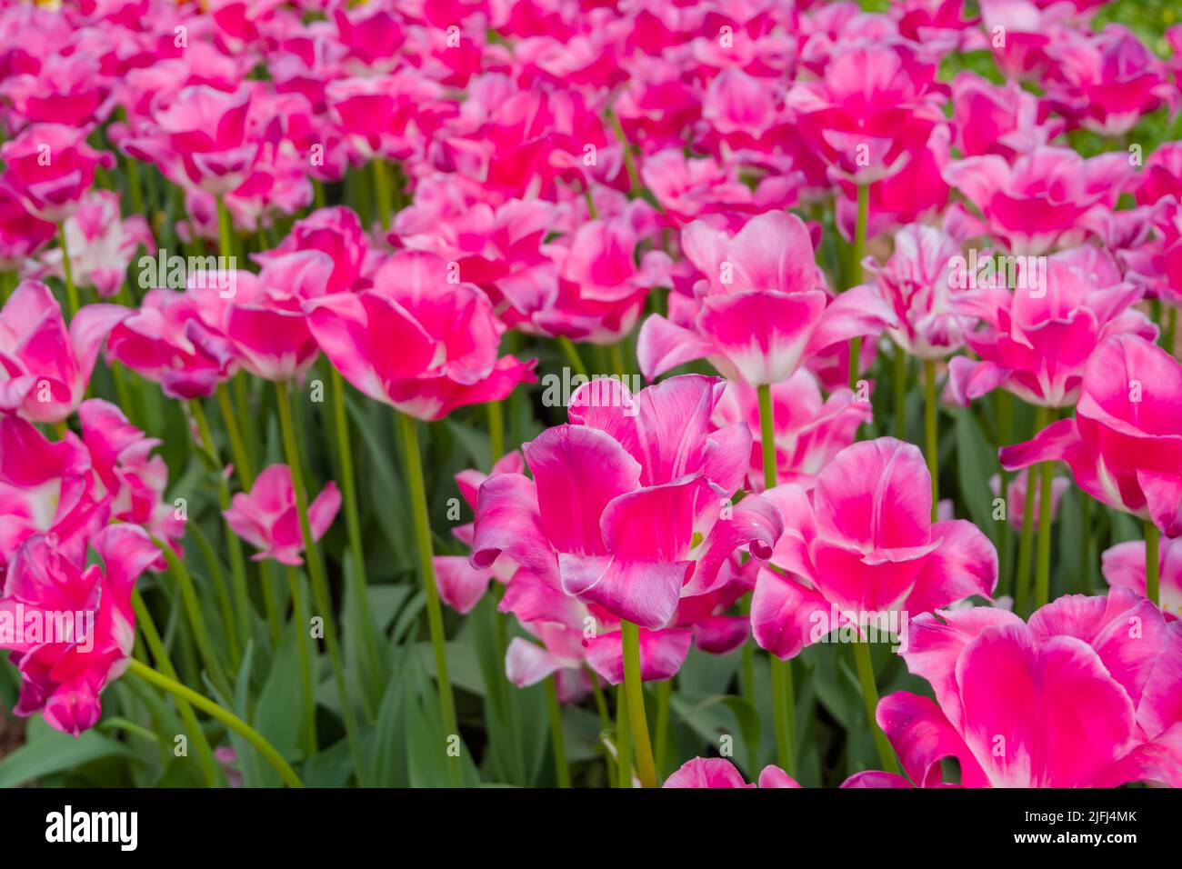 Bunte Frühlingswiese mit vielen rosa Tulpenblüten - aus nächster Nähe Stockfoto