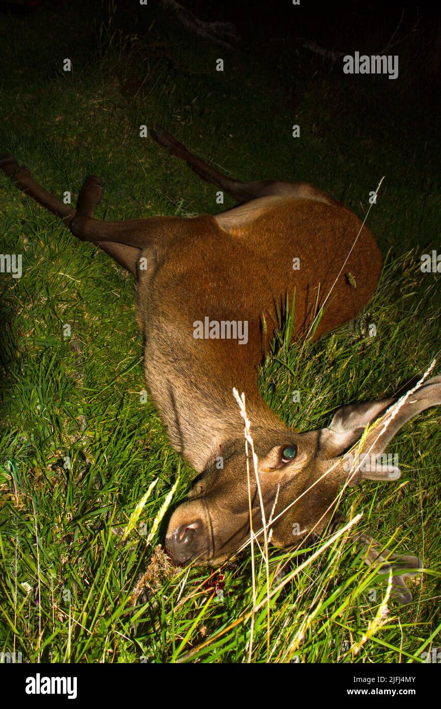 Ein Blick auf das Leben in Neuseeland. Jagd nach einem wilden Abendessen. Eine alte Tradition - Hirsche Jagd nach Fleisch, und Überleben. Schädlingsbekämpfung. Stockfoto