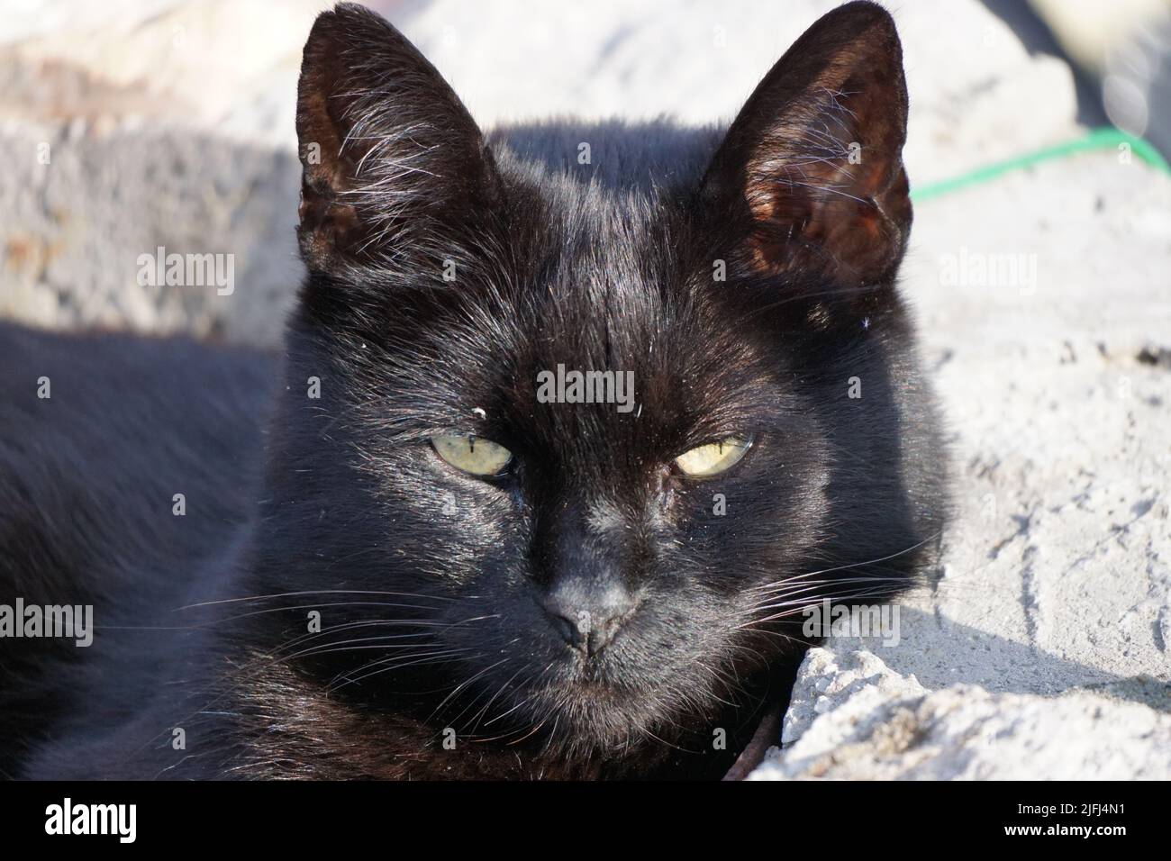 Gelbe Augen einer schwarzen Katze beobachten Sie mit einem wütenden Gesicht in der Nachmittagssonne, in einem Steingrill im Garten liegend Stockfoto