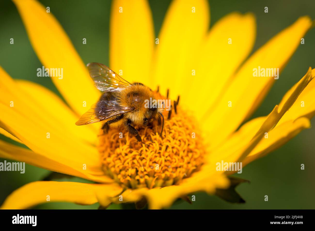 Wildbiene, die sich von einer gelben Blume ernährt Stockfoto