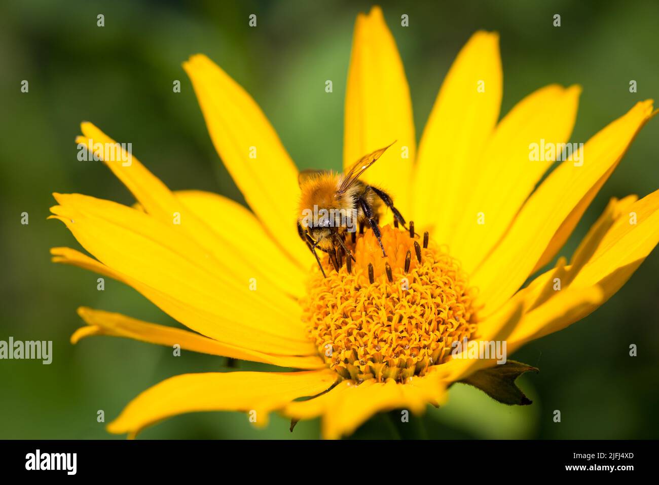Wildbiene, die sich von einer gelben Blume ernährt Stockfoto
