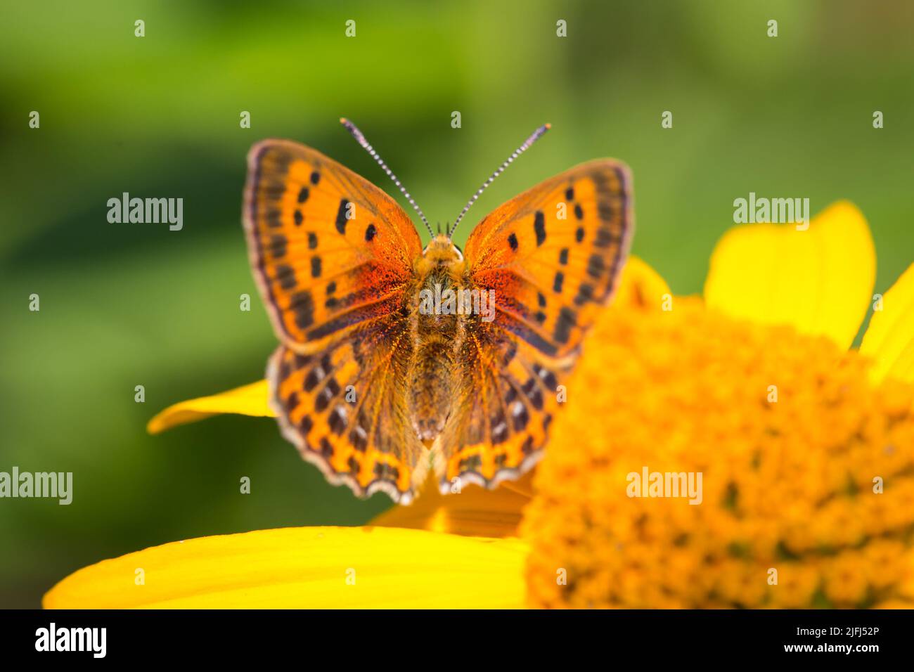 Orangefarbener Schmetterling mit schwarzen Flecken (Lepidoptera) Stockfoto