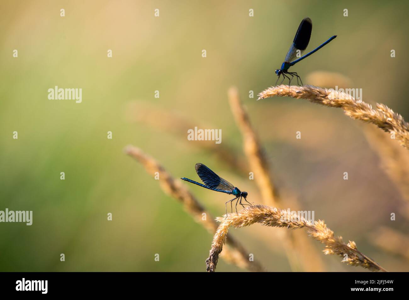 Gebänderten Prachtlibelle (Calopteryx Splendens) Stockfoto