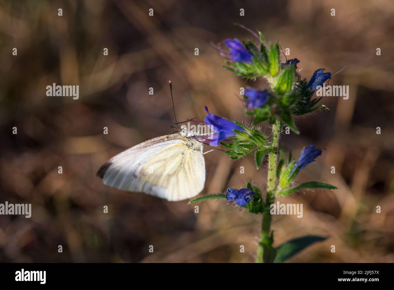 Großer Kohlweißling (Pieris brassicae) Stockfoto