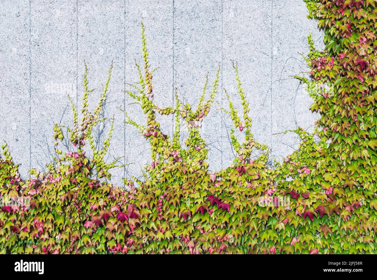 Wunderschönes Efeu-Laub aus Boston, das auf einer weiß gestrichenen Lärmschutzwand klettert. Parthenocissus tricuspidata. Dekorative Kletterpflanzen rote oder grüne Blätter an der OSB-Wand. Stockfoto