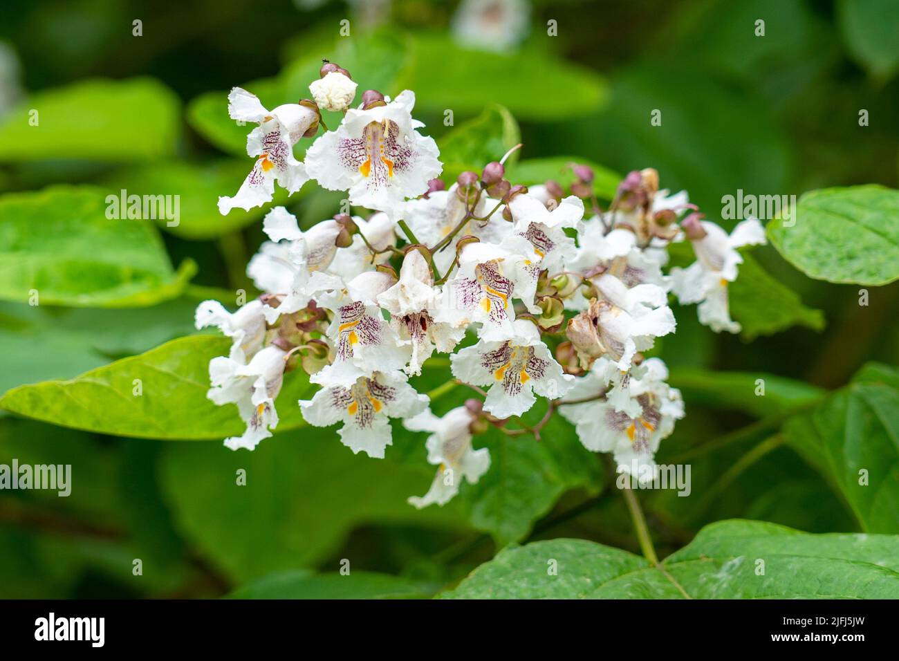 Nördliche catalpa speciosa blühende weiße Blüten aus nächster Nähe Stockfoto