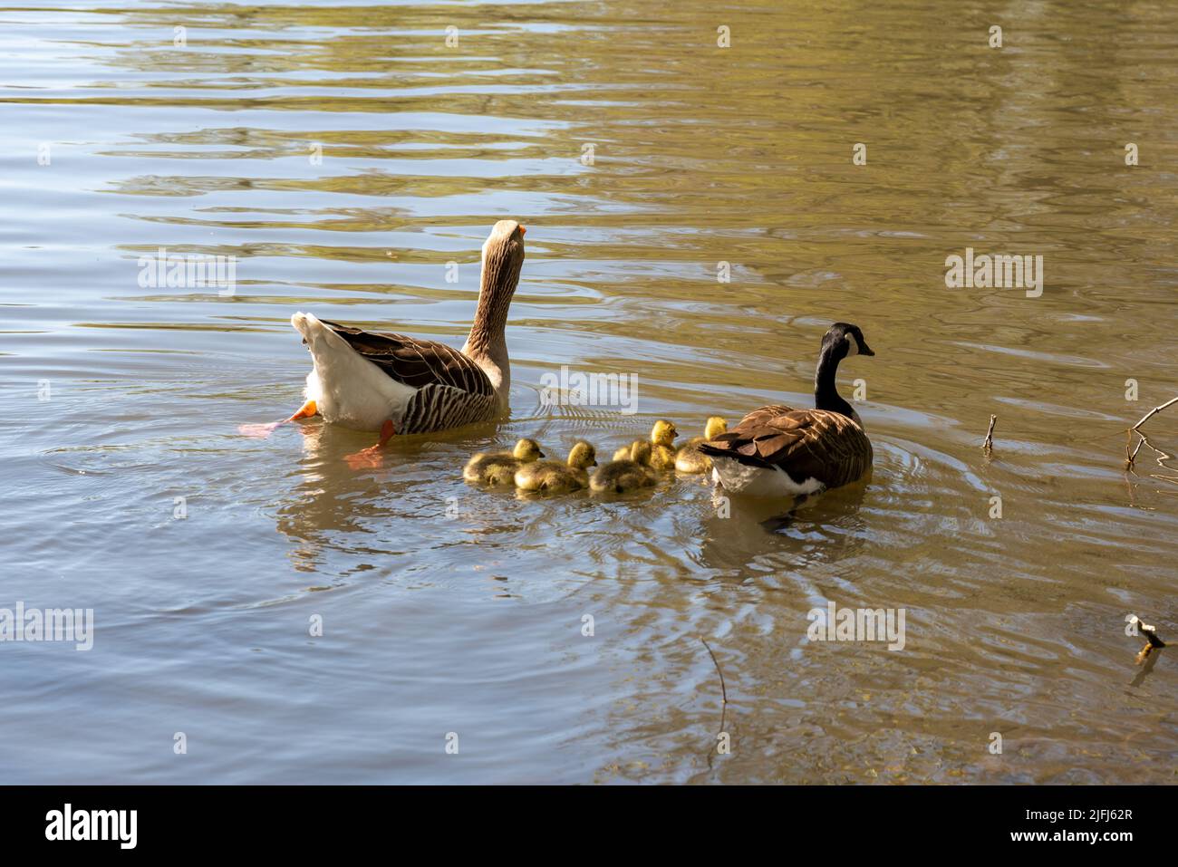 Eine Mutter und ihre Familie von Enten auf dem Fluss. Wasservögel aus der Entenfamilie Stockfoto