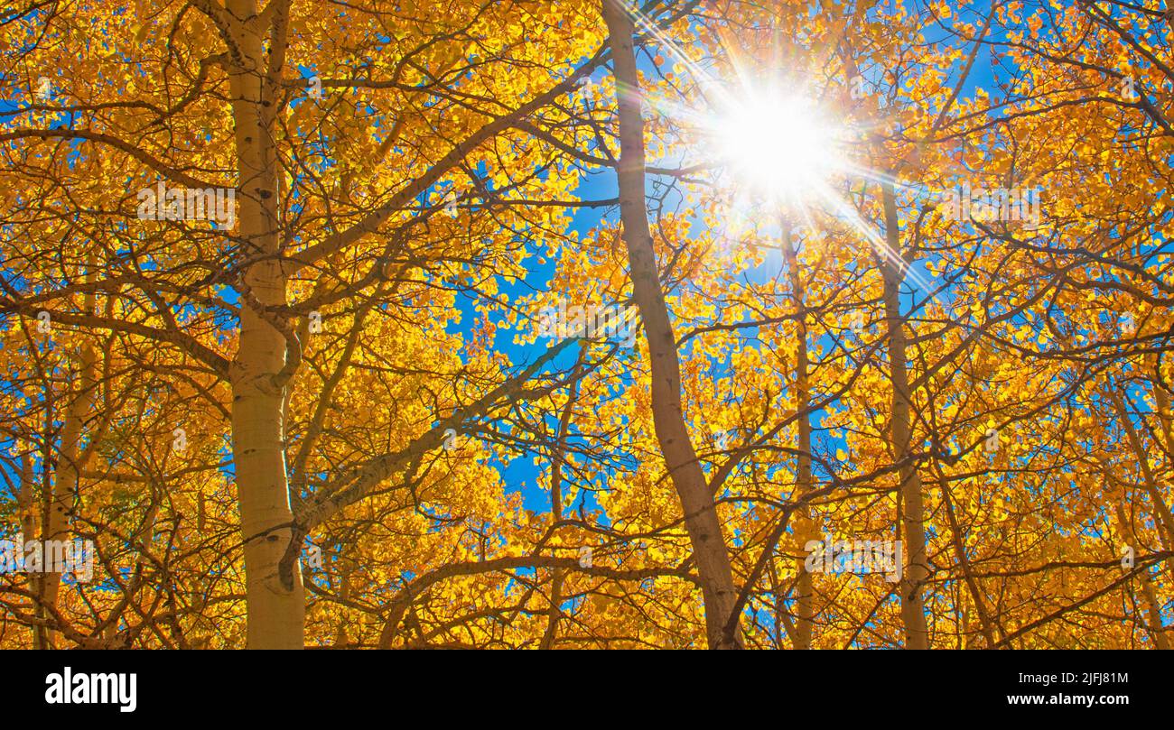 Die Sonne scheint durch die herbstlichen Espenbäume in Colorado. Stockfoto
