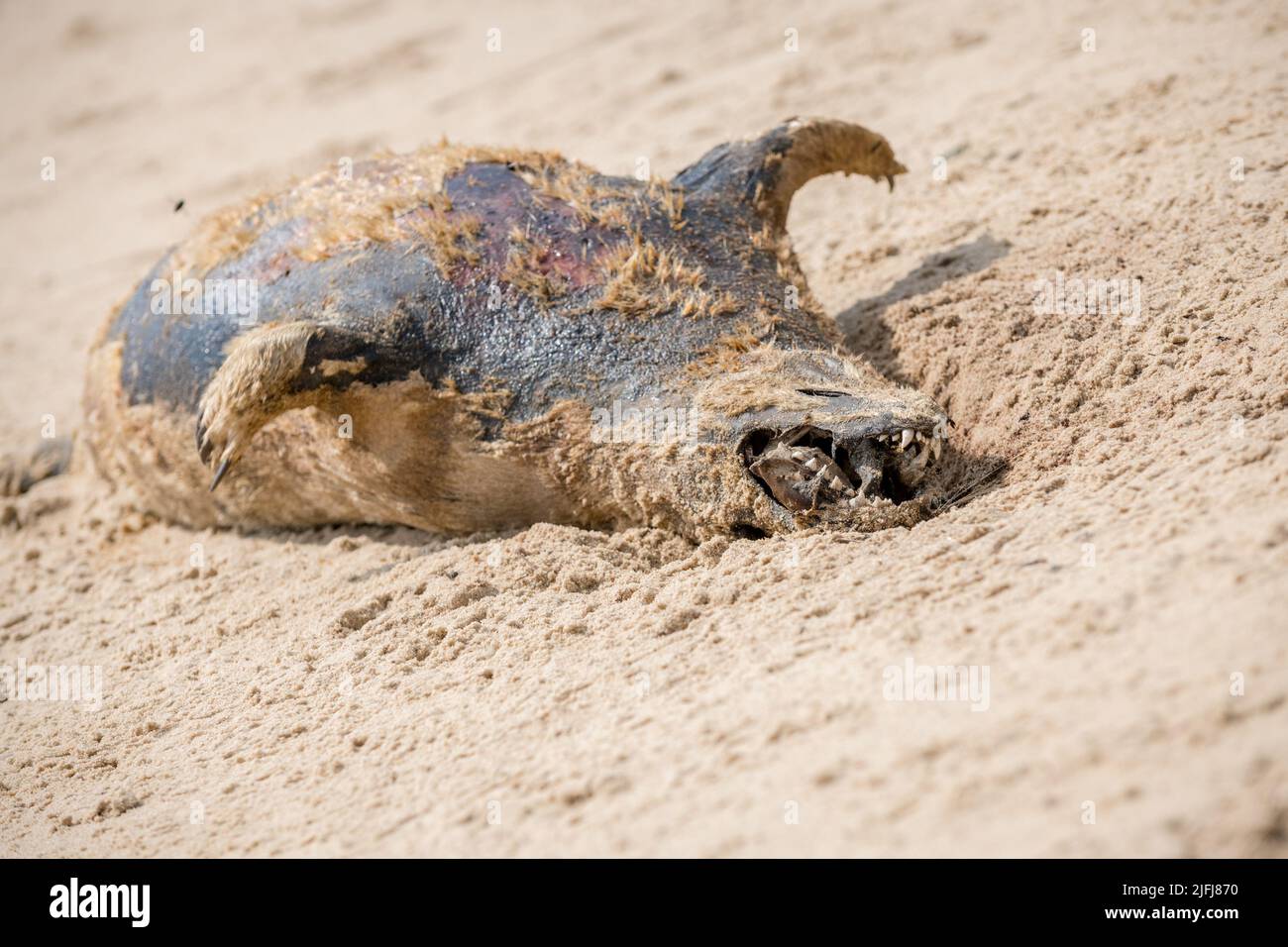 Tote und verfaulende Graurobben-Welpen am Horsey Beach, Norfolk, England. Stockfoto