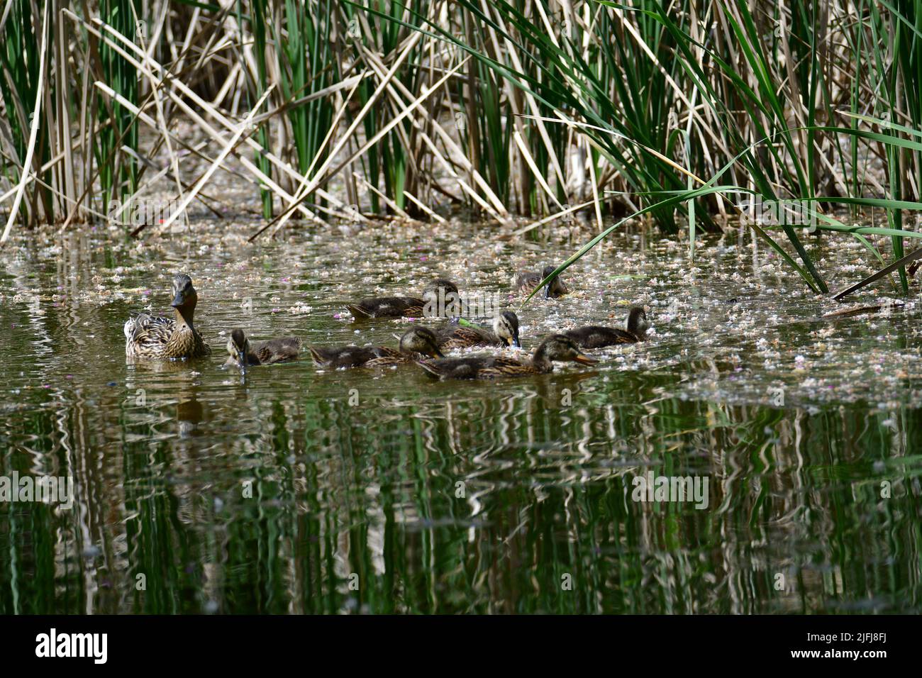 Mallardenes Weibchen mit kleinen Enten, die im Wasser auf dem Teich schwimmen. Stockente mit Brut. Kleine Enten mit Mama Ente Stockfoto